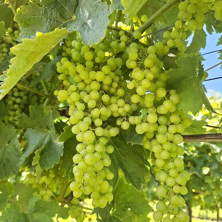 Merlot * Saint-Saud-Lacoussière